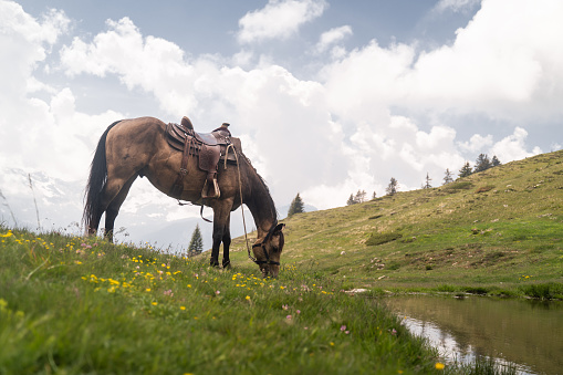 Horse with saddle grazes in mountain meadow, Monte Tamaro