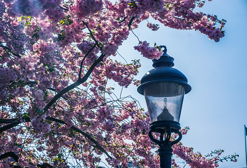 Close up of a lamp post next to cherry tree