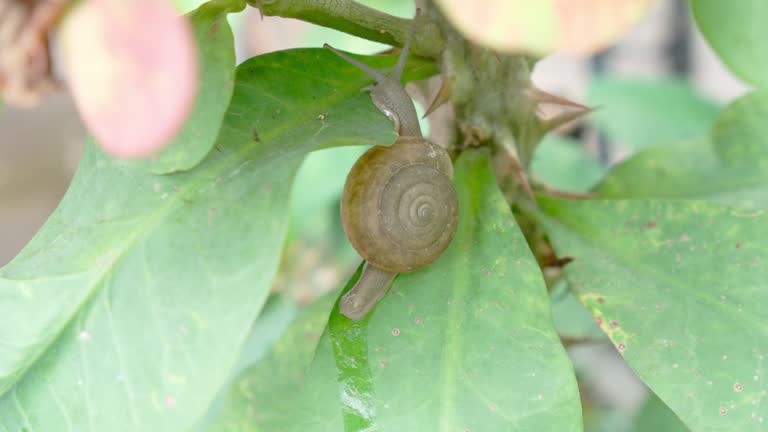 Snail slowly  Crawling on Green Leaf