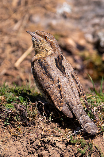 Eurasian Wryneck perched on the ground. Spain.