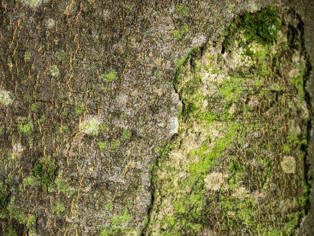 istock Old tree log texture overgrown with a green lichen background. Moss in forest 2149809870