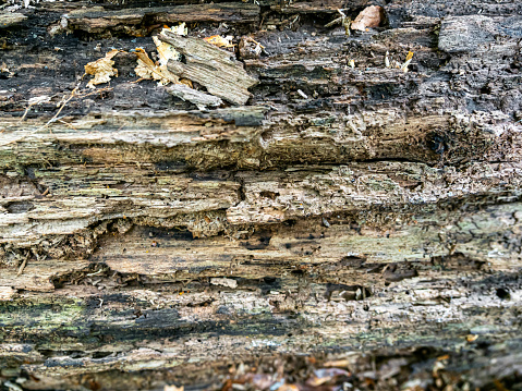Old tree bark trunk devoured by bugs