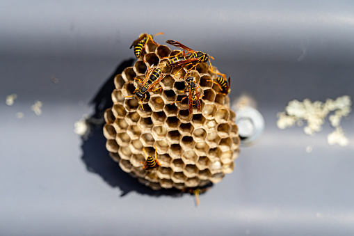 A small beehive formed on a fence panel of a private property