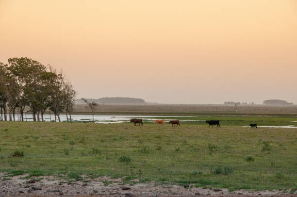 istock Cows grazing in the field at sunset 2149810681