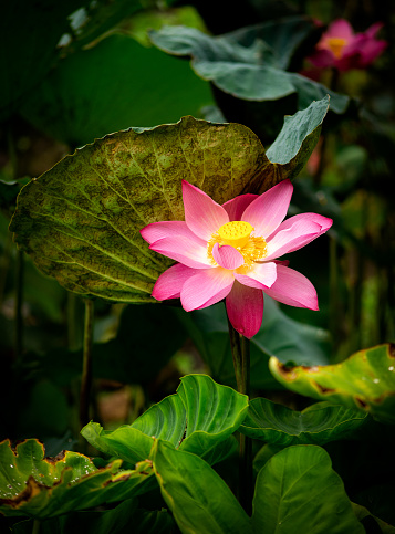 A lotus flower blooms after the rain