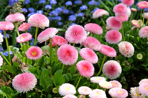 Pink and white Bellis perennis, also known as English daisy, Tasso Strawberries and Cream in flower.