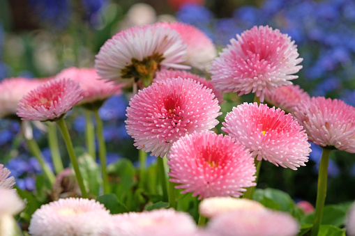 Pink and white Bellis perennis, also known as English daisy, Tasso Strawberries and Cream in flower.