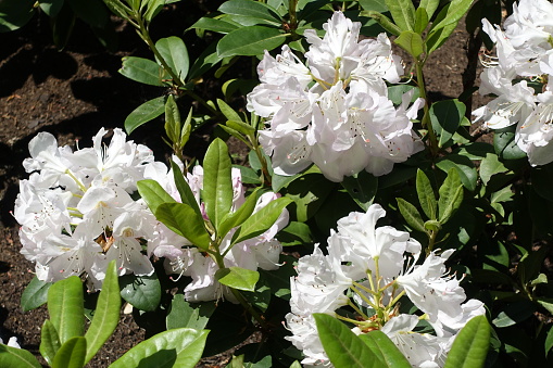 Rhododendron with white blossoms