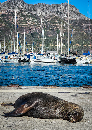 Cape Town African Fur Seal Harbour