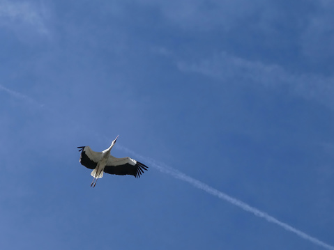 Flying stork and airplane vapour trail over clear blue sky from below