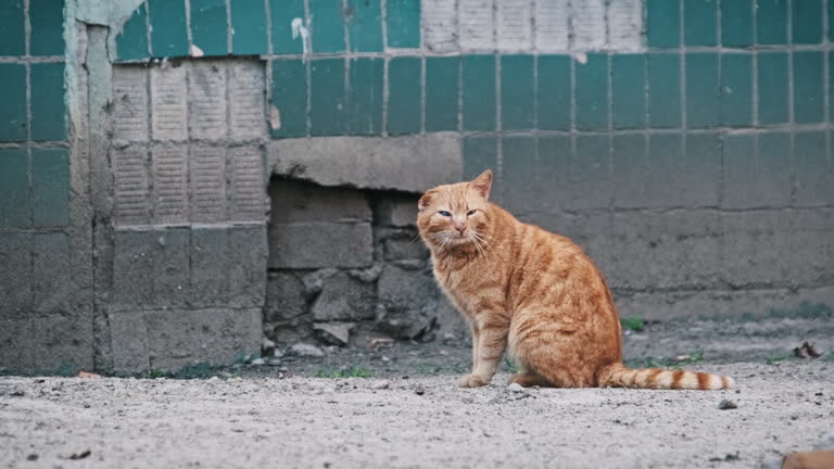 Beaten Stray Cat Sits on the Street Near an Urban Building in a Poor District