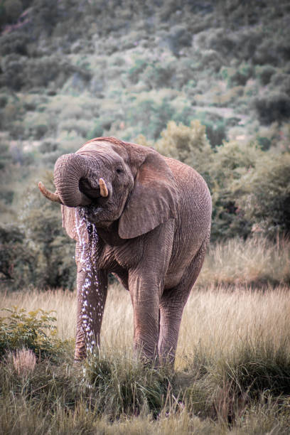 South Africa Wildlife Elephant Tusks