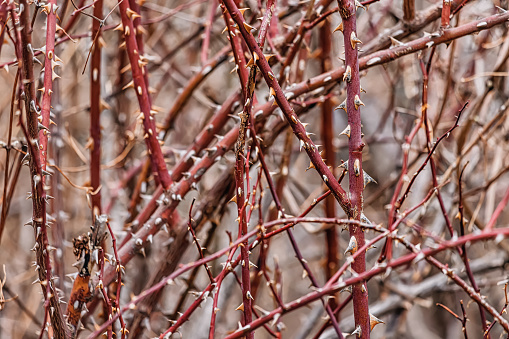 A close-up of a thorn bush reveals its intricate design, with sharp spikes standing out