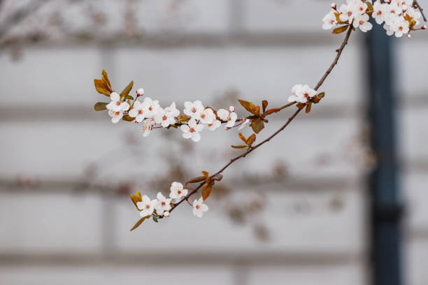 A colorful close-up captures the intricate details of a cherry blossom in full bloom