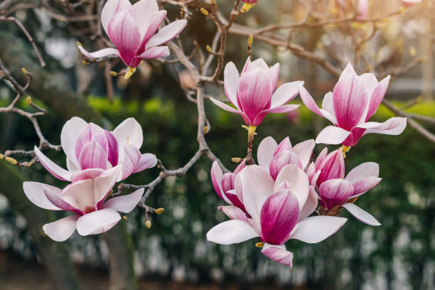 istock Close-up: Delicate magnolia flowers in vibrant colors. 2149812775
