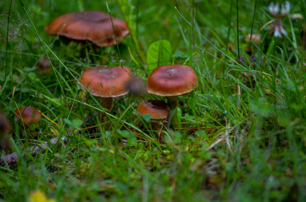 Morning dew and mushrooms on a forest clearing create a serene scene, with nature's beauty inviting exploration.