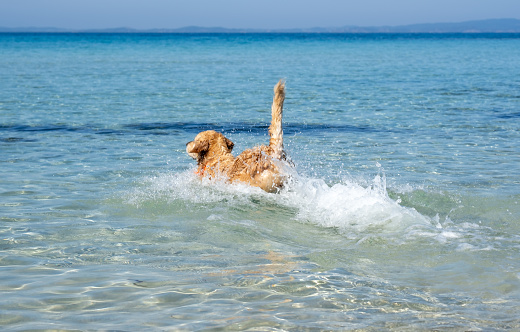 Golden Retriever cooling off in the sea water in the hot summer