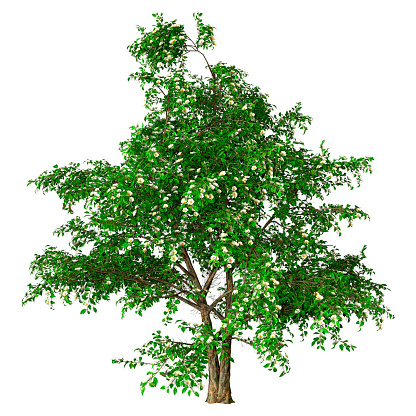 3D rendering of a blooming stewartia tree isolated on white background