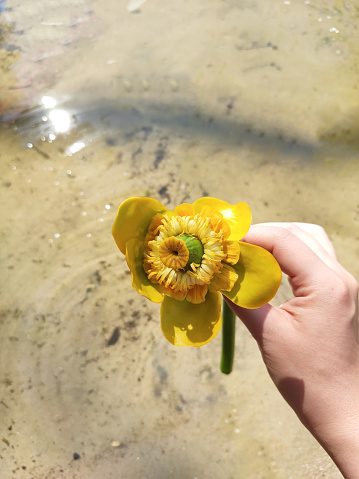 yellow water lily flower in the hands of a girl, aquatic flowers, lotus, pistil, stamen, petals, stem