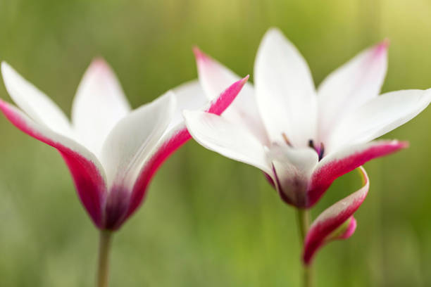 Lovely little botanical tulip features white blooms with deep pink edges, close up. Peppermint stick
