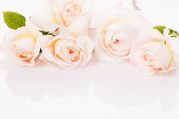 istock Festive flower light coral rose composition on white background. Overhead view, flat lay, bouquet 2149814090
