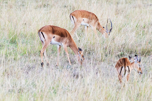 Photo of impalas grazing in Kenya, África.