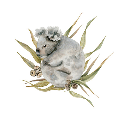 Koala bear with eucalyptus gum tree leaves. Watercolor illustration isolated on white background. Hand drawn endemic Australian animal for cards designs, stickers and prints. Cuddly marsupial mammal.