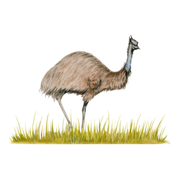 istock Emu ostrich on a strip of grass composition. Watercolor illustration isolated on white background. Hand drawn Australian animal for cards designs, stickers and prints. Native wildlife bird painting 2149814236