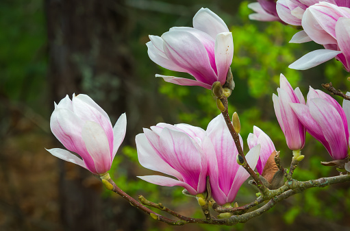 Beautiful flowers of a blossoming magnolia pink. Blue sky on the background. Bright blossom of magnolia in spring.