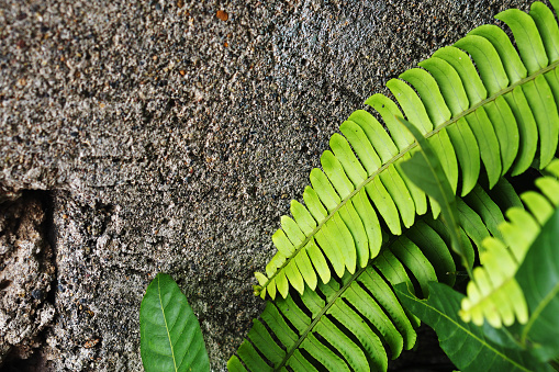 ferns and cement walls, background