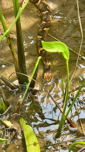 istock Snake at memorial Parc Houston 2149815003