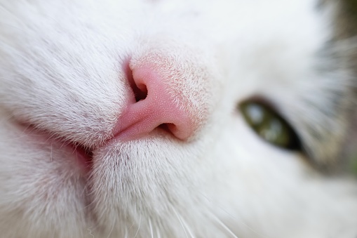 Cat nose close up.Upper Respiratory Infections or Feline Immunodeficiency Virus (FIV).