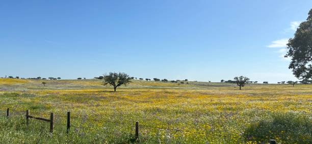 istock Alentejo Landscape 2149815820