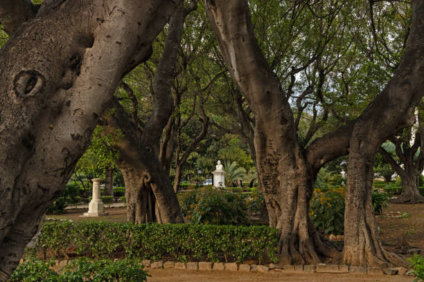 istock big trees in the Garibaldi park in Palermo 2149816234