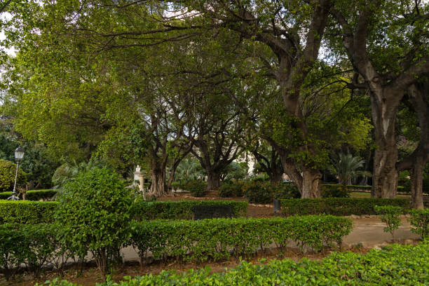 big trees in the Garibaldi park in Palermo in Sicily