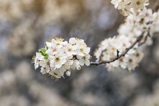 The delicate petals of the cherry blossom evoke a sense of beauty and tranquility, heralding the arrival of spring.