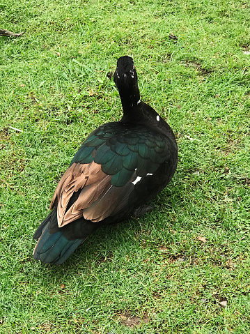 Closeup of duck Cairina moschata domestica
