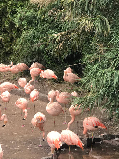 istock flamingo colony on the lake shore 2149817212