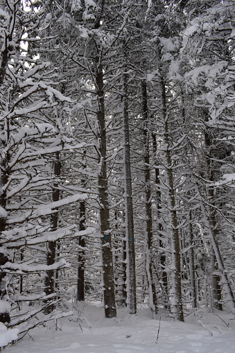 Une forêt enneigée, Sainte-Apolline, Québec, Canada