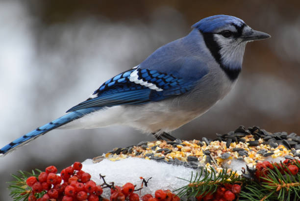 istock A blue jay in the garden 2149817605
