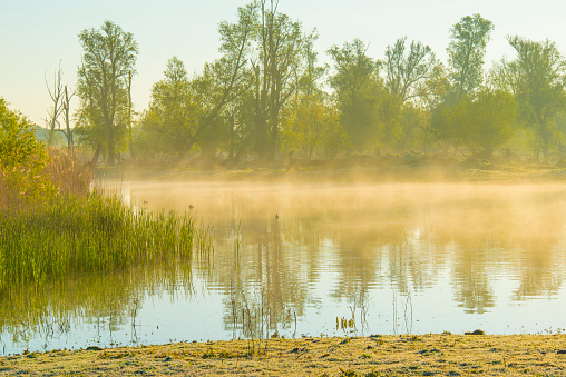The edge of a misty lake with reed in wetland in sunlight at sunrise in springtime, Almere, Flevoland, The Netherlands, April 24, 2024