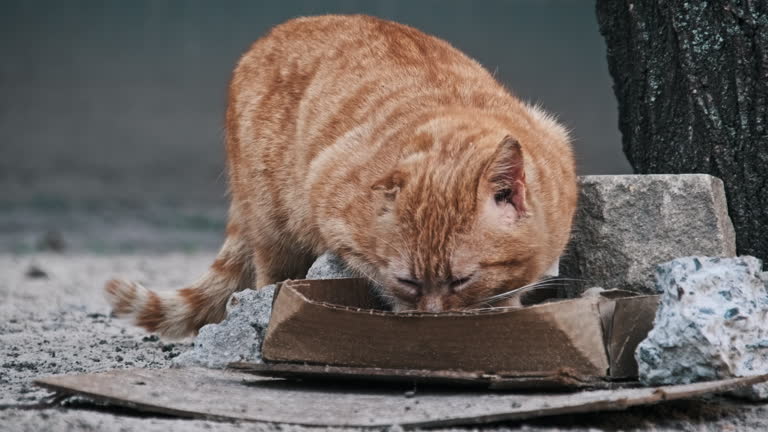 Stray Ginger Cat Eat from a Street Cardboard Tray on the Cold Urban Ground