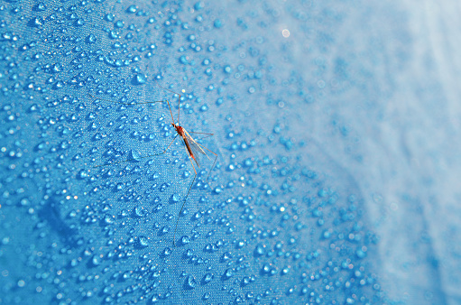 A large mosquito stayed on the tent