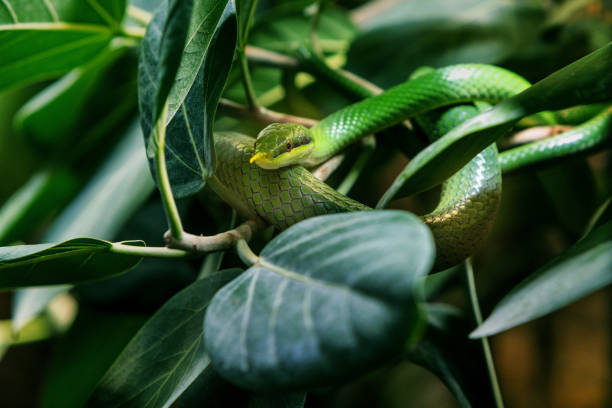 istock longnose snake gliding through a tropical canopy 2149819253