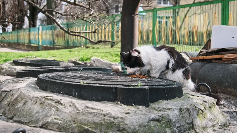 Stray Cat Eating Food on the Urban Street Slow Motion