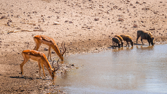 Male black-faced impala (Aepyceros melampus petersi) with a family of Warthogs ( Phacochoerus Africanus) drinking at a waterhole, Onguma Game Reserve ( neighbour of Etosha), Namibia.  Horizontal.
