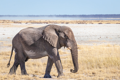 A male elephant ( Loxodonta Africana) walking through the salt pan, Etosha National Park, Namibia.  Horizontal.