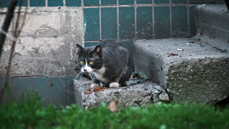 Stray Cat Feeding on the Urban Street Slow Motion