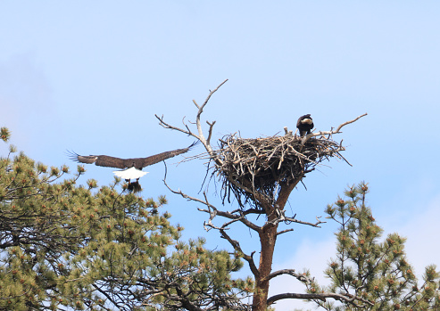 Nesting pair of bald eagles tending to  their young at Eleven Mile Canyon Colorado