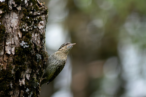 Eurasian wryneck head twisted while hanging on the bark of a maple tree